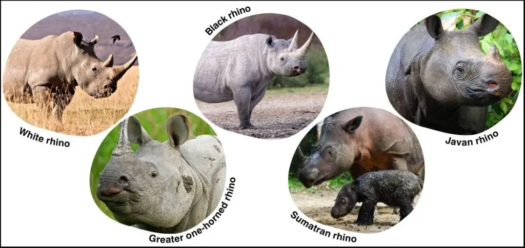 Image of the five types of rhinos