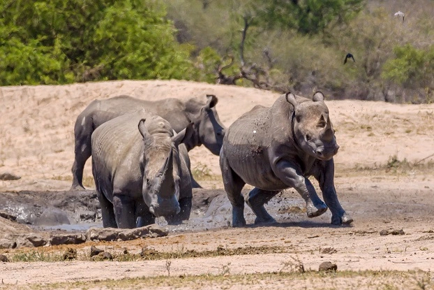 world rhino day celebration